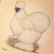 From "A Chicken in Every Yard"