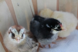 Rozzy, Susie Q and MaryAnne