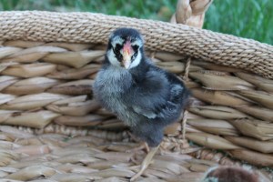 Susie Q: The Boss of the Flock