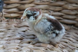 Rozzy the Americauna