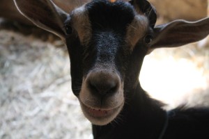 Black goat