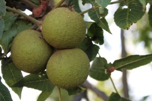 Black walnut tree