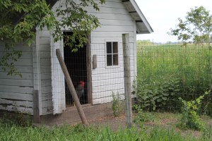 Chicken coop