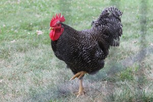 Barred Rock Rooster