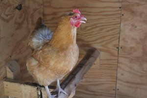 Buff Orpington