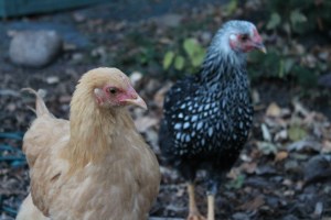 MaryAnne and Susie Q