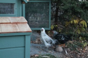 Roz, Susie and the Coop