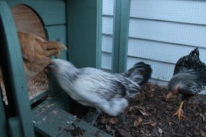 Going in for the Night