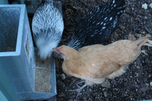 Chickens Eating