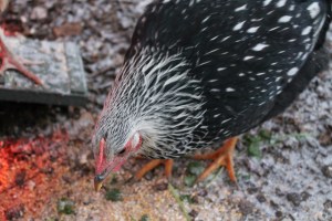 Susie isn't fazed by snow