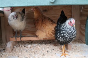 Settling back inside