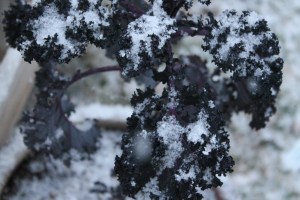 Snow on purple kale