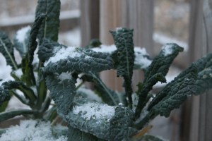 Snow on green kale