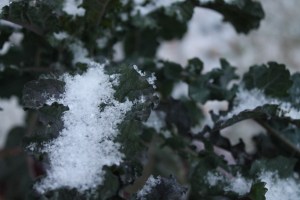 Kale holds snow