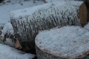 Snow on Birch
