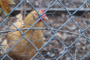 MaryAnne through the fence. 