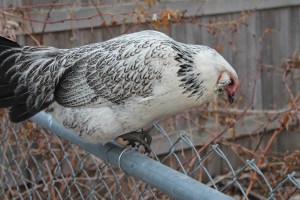 Roz peers over the fence. 