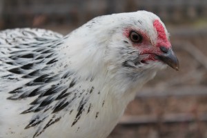 Roz the Escape Artist