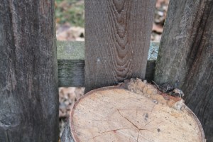 Blocked with a Birch Log