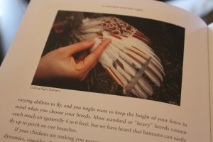 How to clip feathers