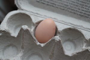 First egg in it's very own carton