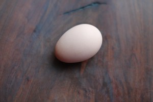 The egg
