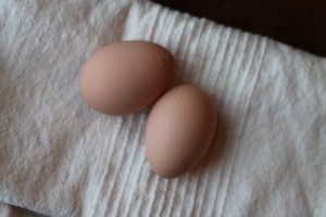 First Eggs