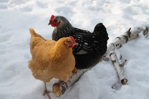 MaryAnne and Susie Q roosting in the yard