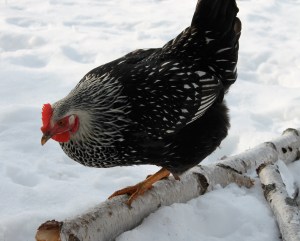 Susie on the birch branch