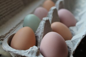 Filling the egg carton