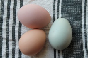 Trio of multi-colored eggs