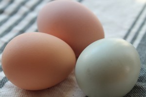 Tri colored eggs