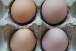 Pink and brown eggs