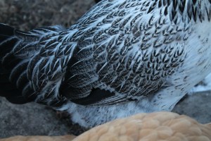 Roz with clipped feathers