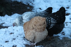 Chickens in snow