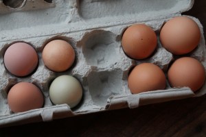 My eggs vs. co-op eggs