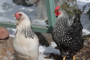 Chickens out for the morning