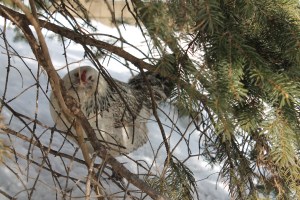 Chicken through the trees