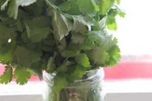 Cilantro