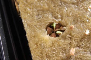 March 20th -- germination