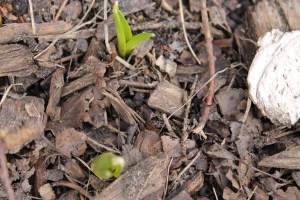 First sign of spring