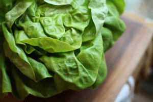 Bibb lettuce