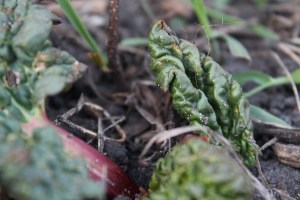 Rhubarb coming up