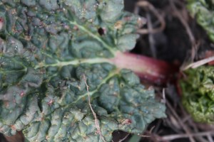 Rhubard Leaf