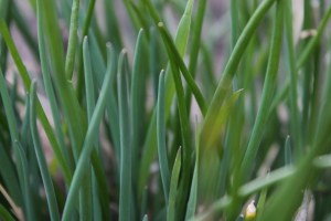 Chives