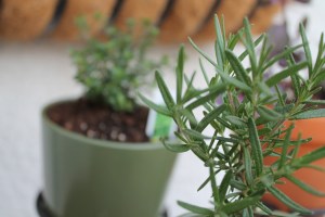 Rosemary