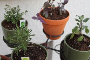 Pots of herbs