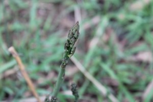 Asparagus 2