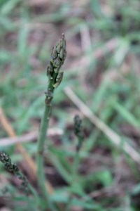 Asparagus