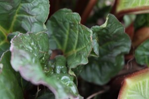 Rhubarb 3